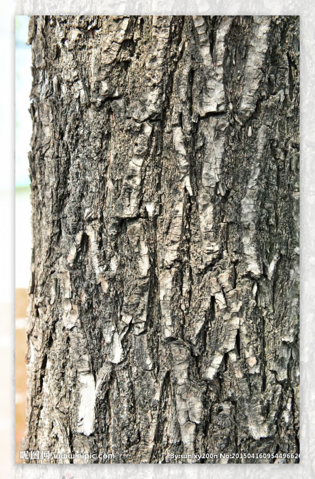 高清树皮材质图片