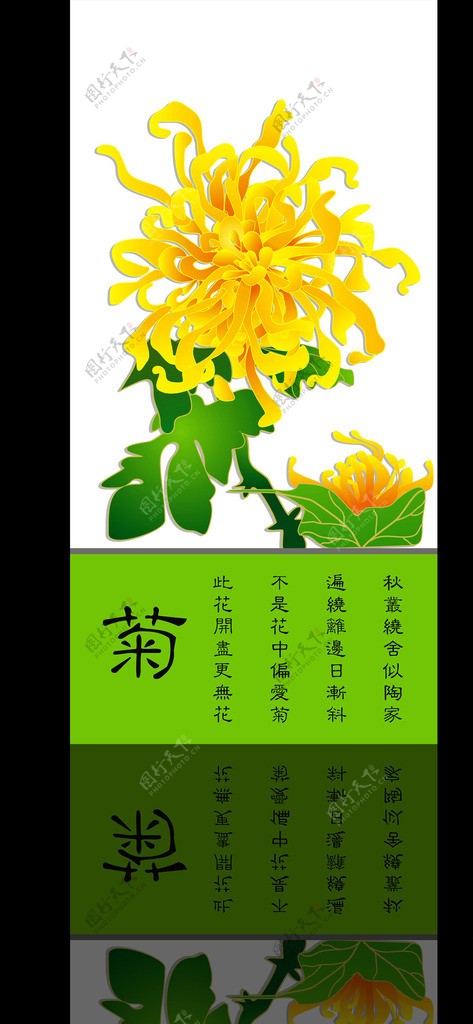 菊花图片