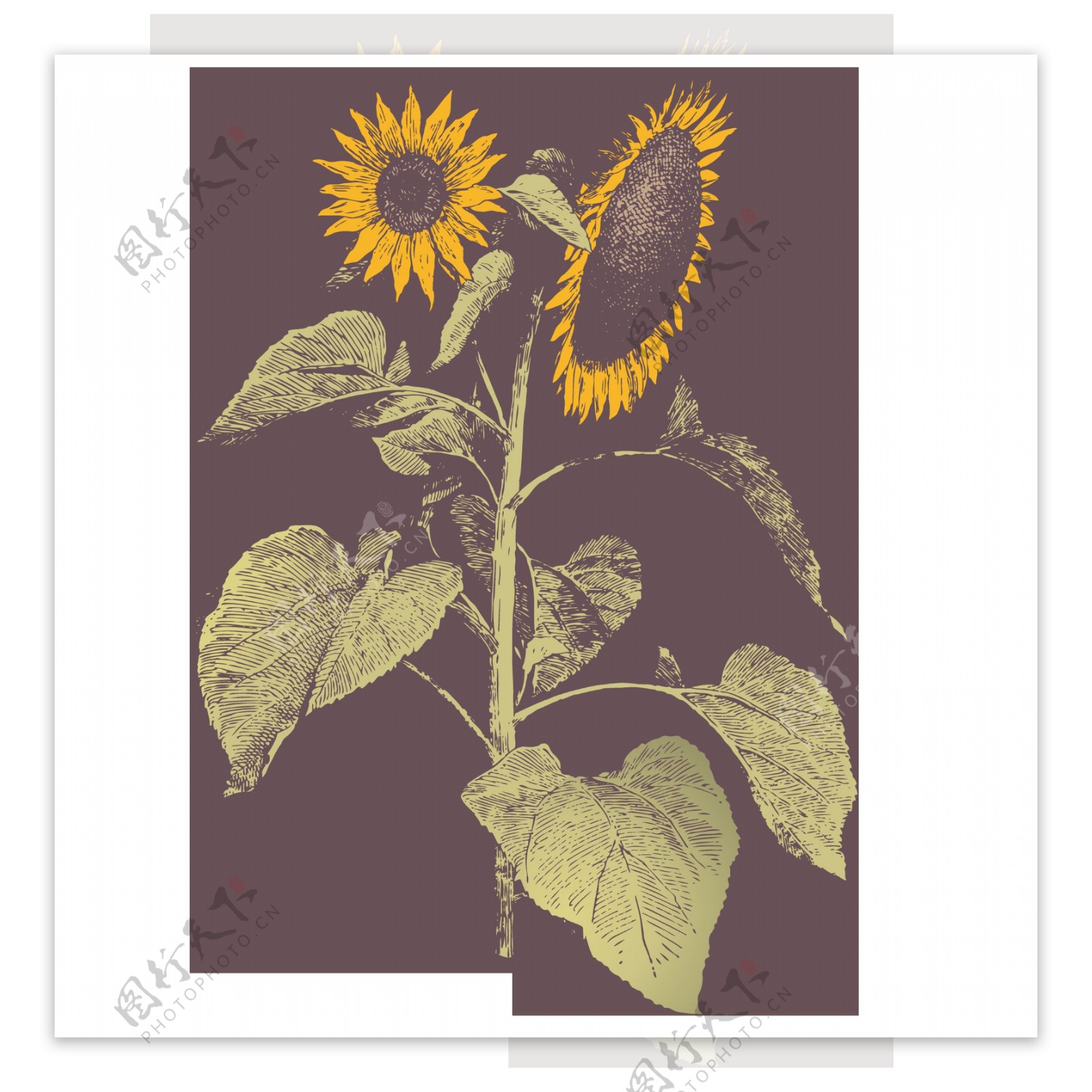 复古手绘花卉向日葵图片