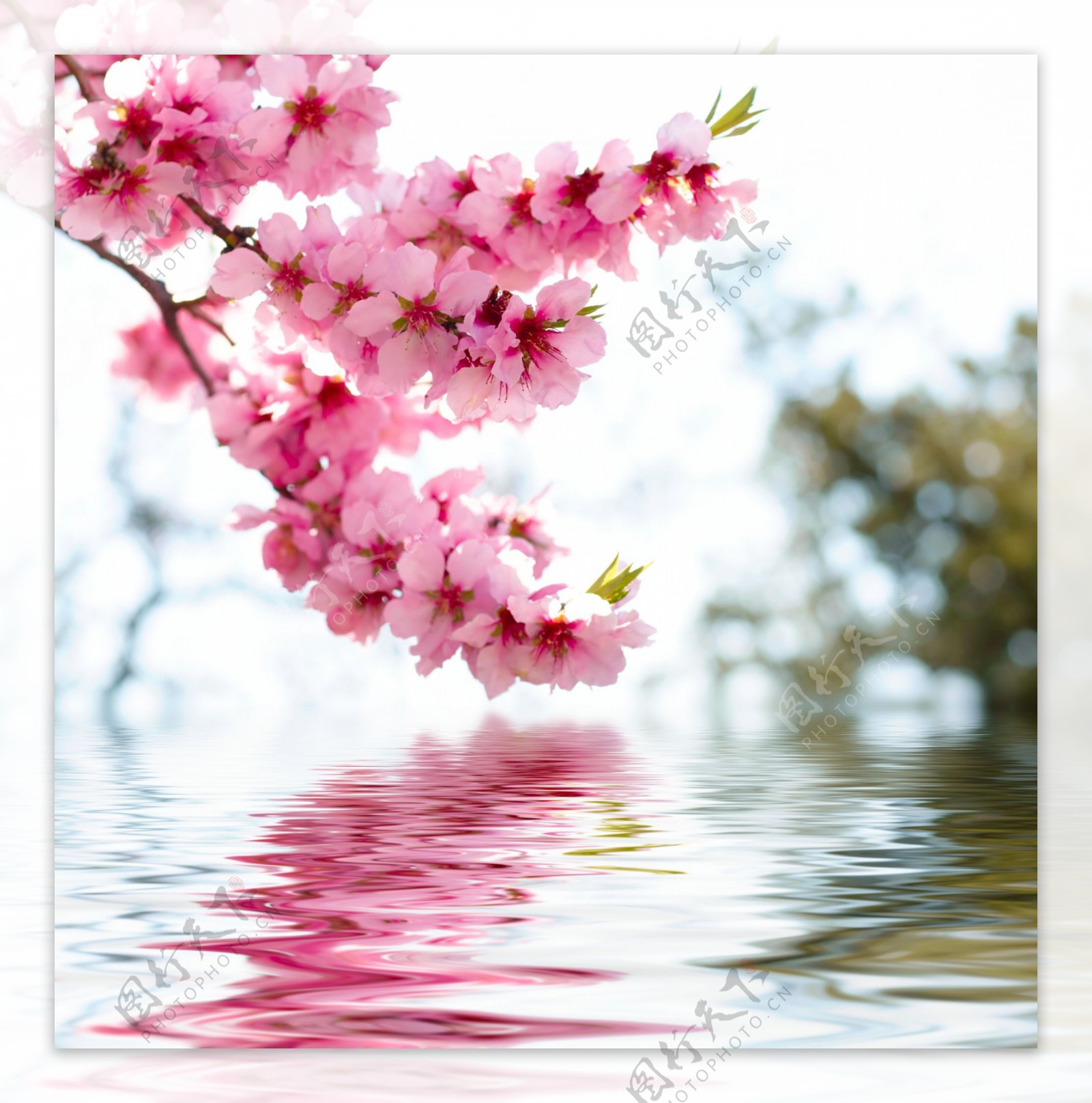 水面桃花图片