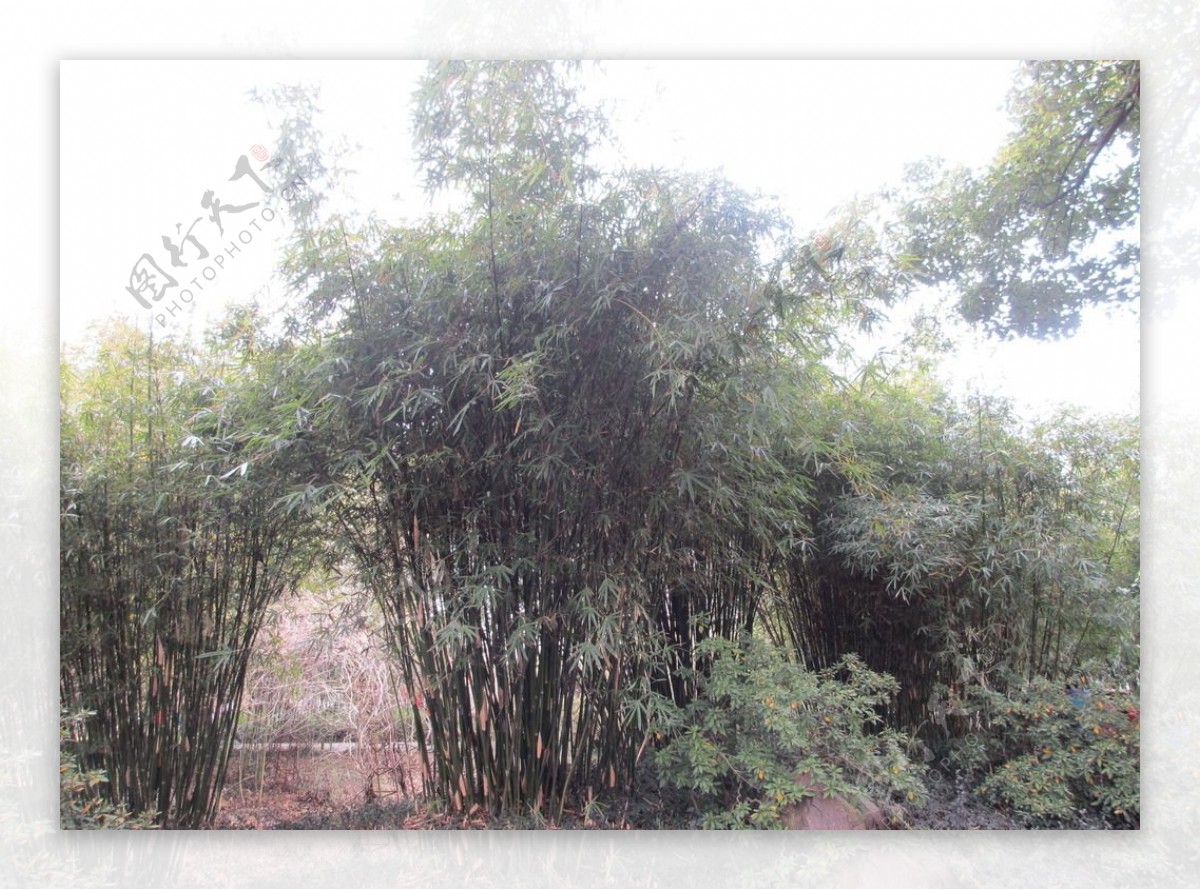 古漪园竹子竹林图片