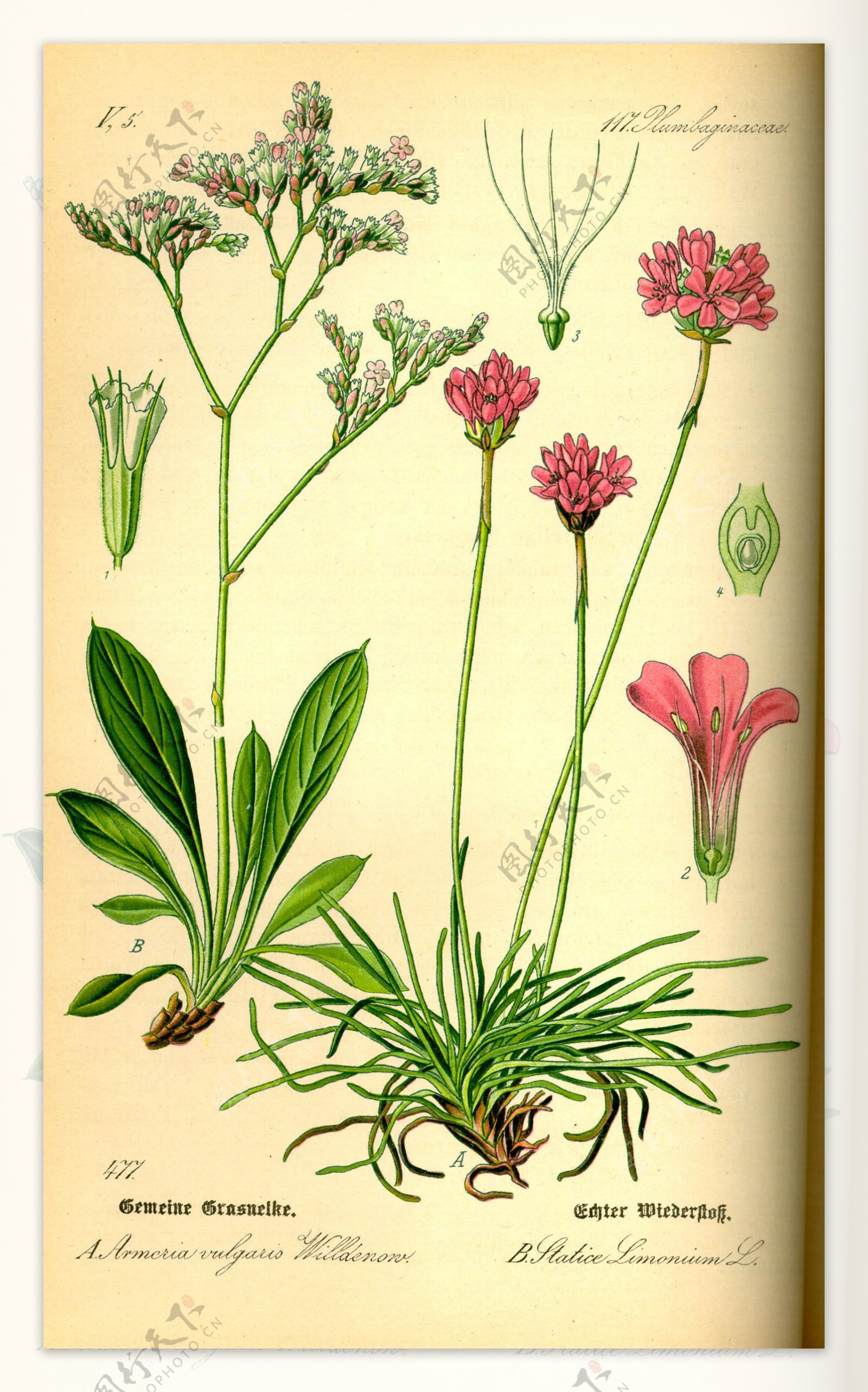 手绘彩色植物图谱图片