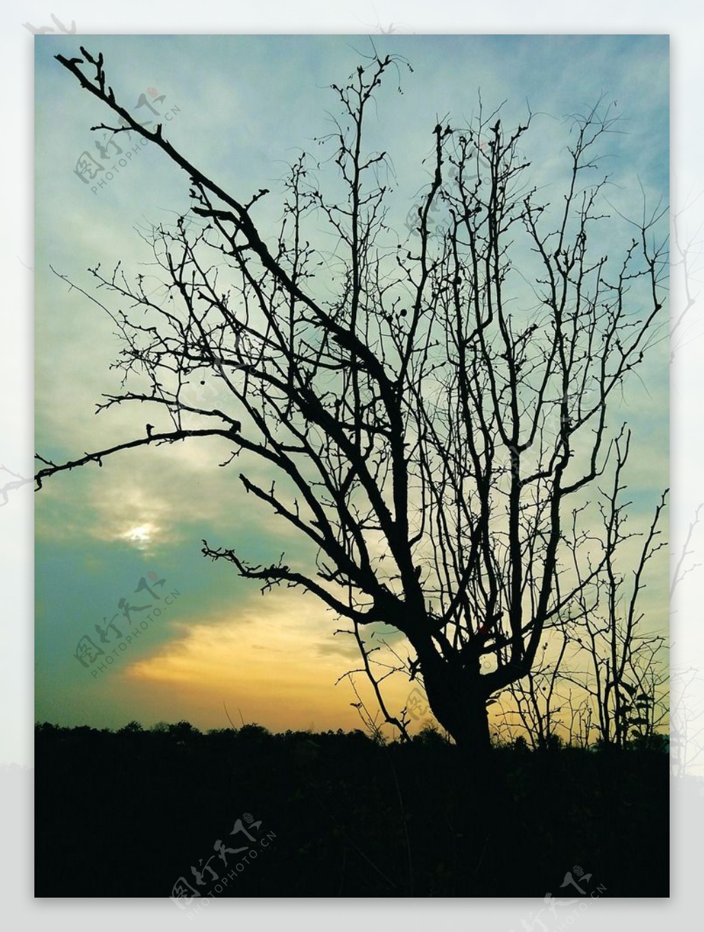 树枝树木夕阳图片