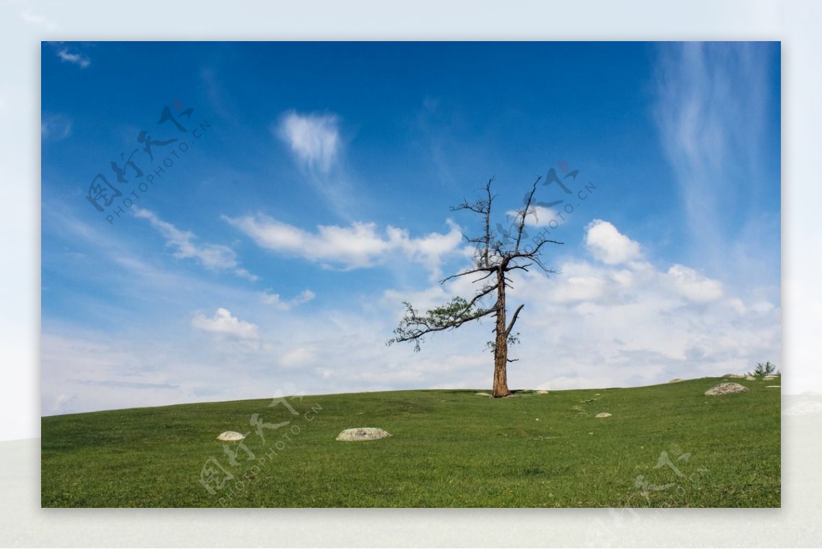 新疆大草原上的枯树图片