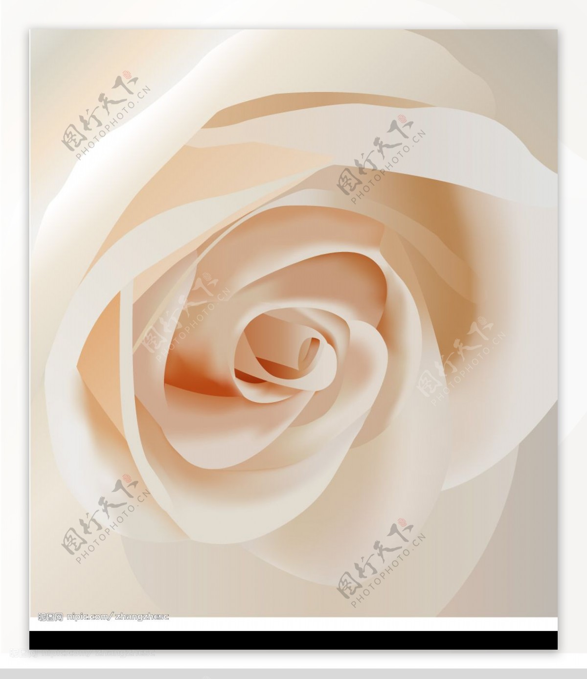 白色玫瑰花特写图片