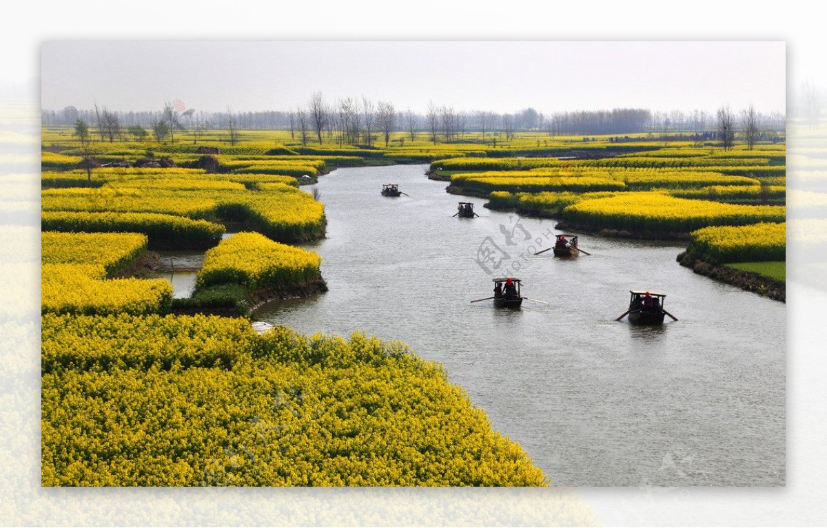 兴化油菜花图片