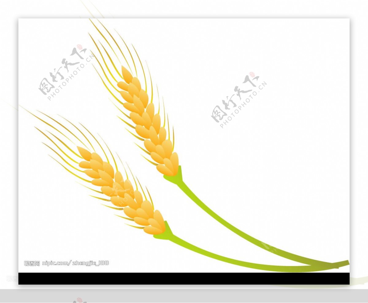 矢量麦穗图片