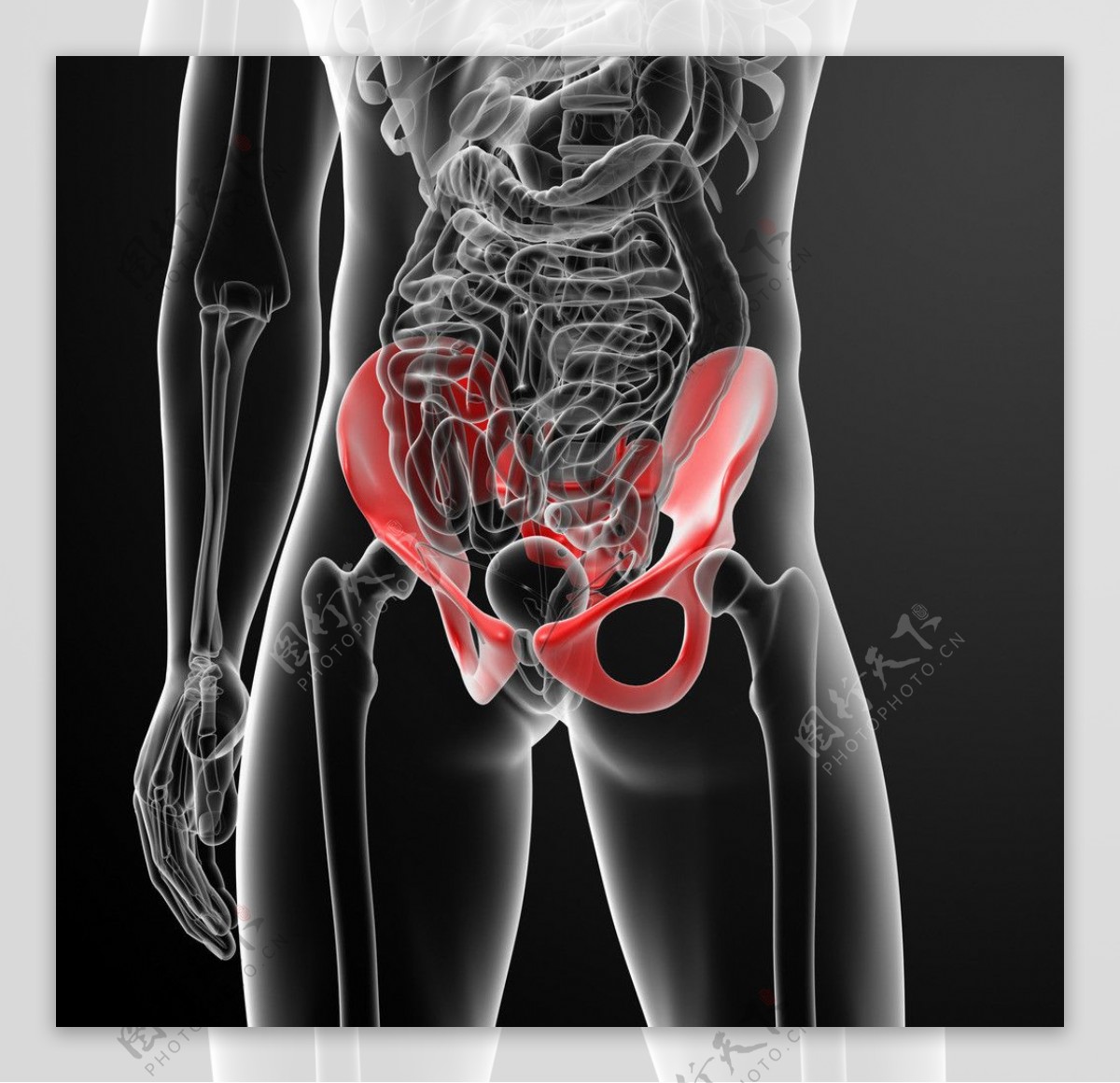 肾脏肠胃器官结构图片