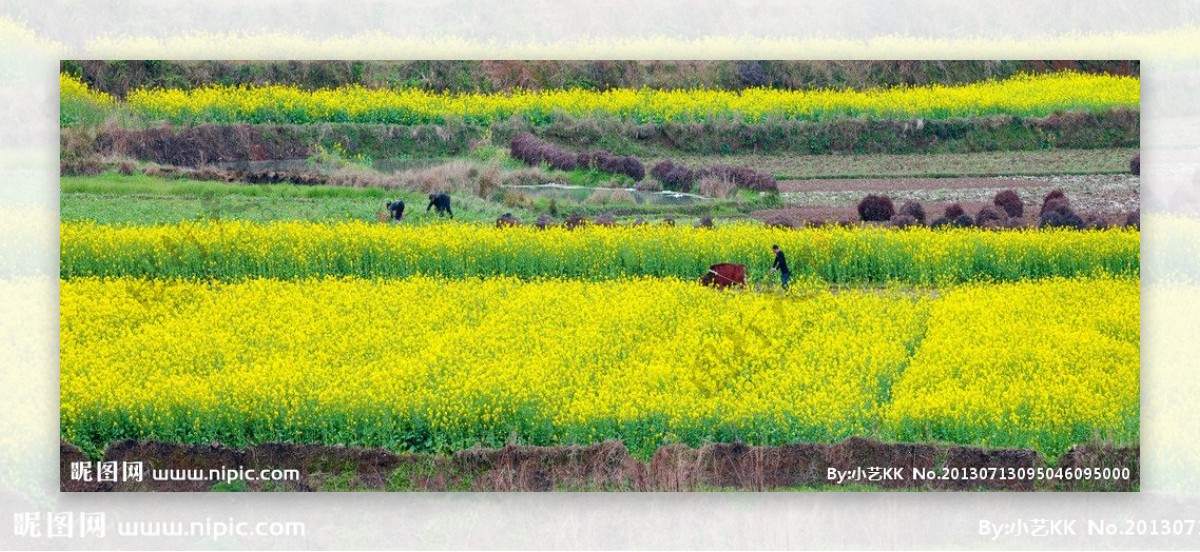 油菜花图片