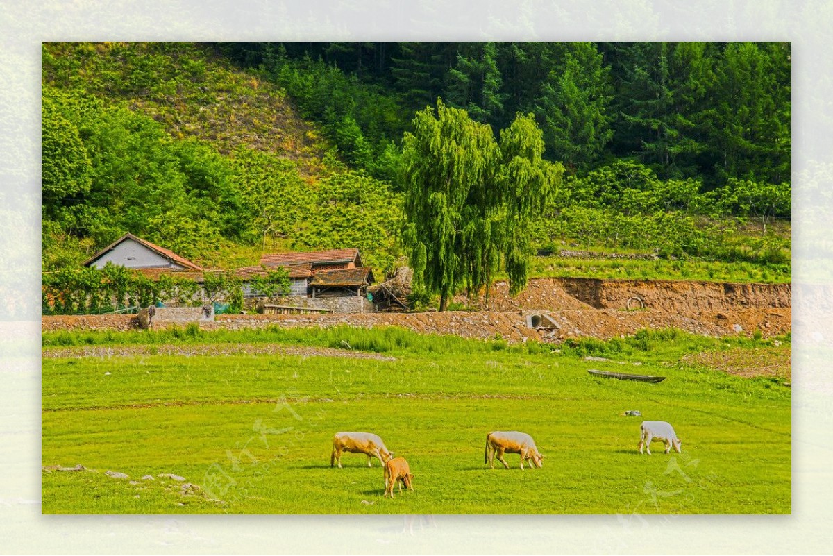 秀美绿江村图片