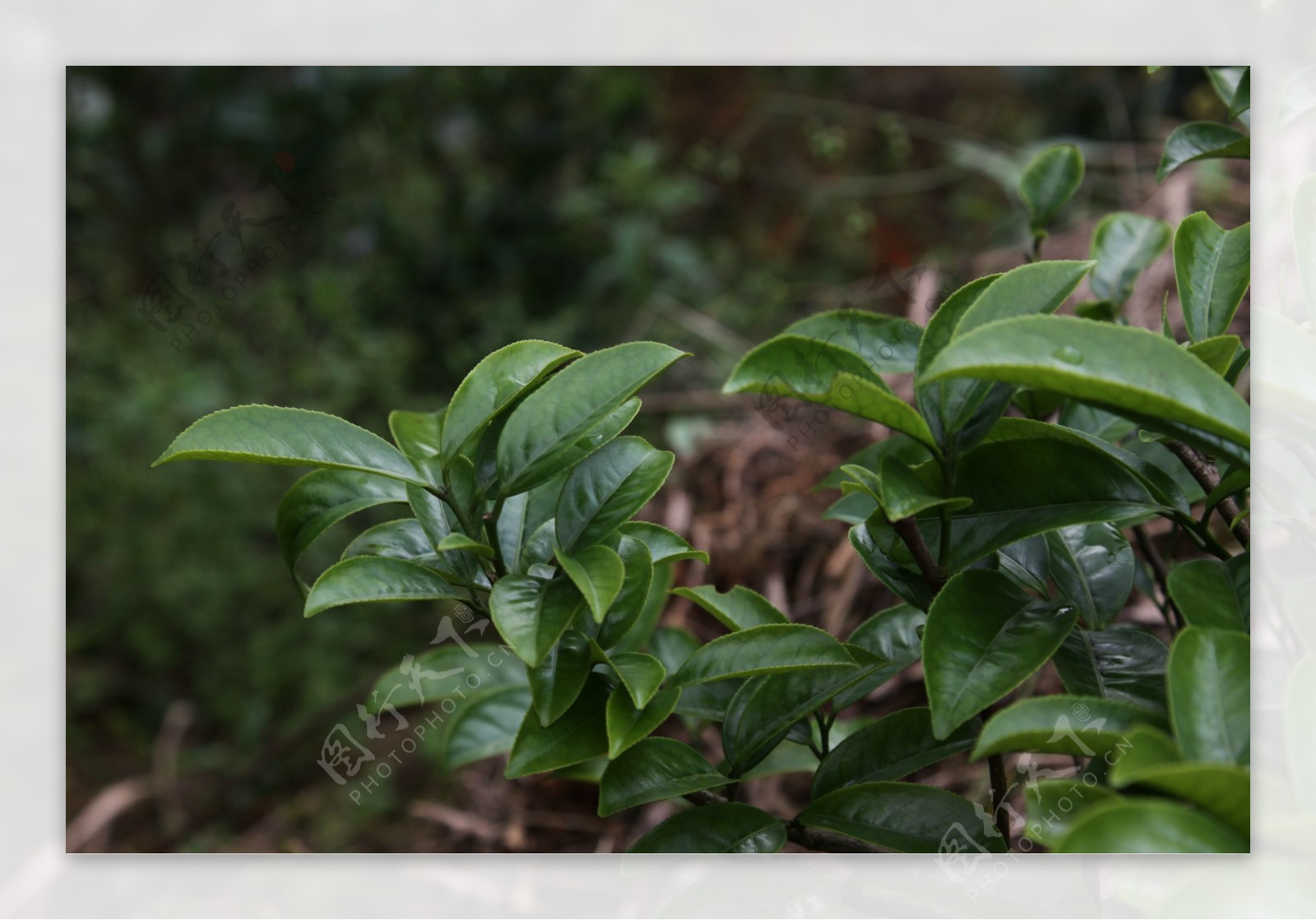 凤凰单枞茶茶树肉桂图片