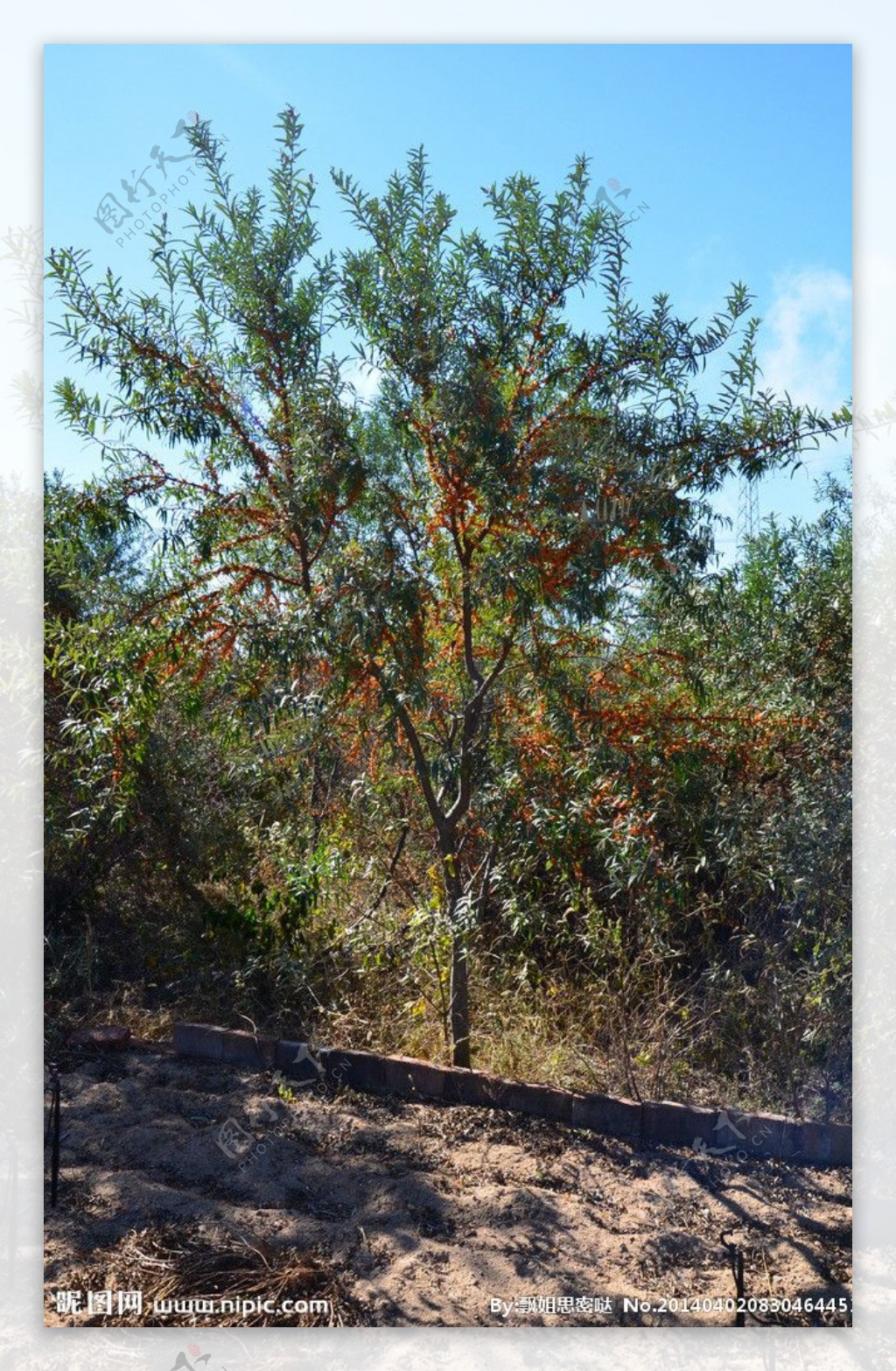 沙棘果树图片