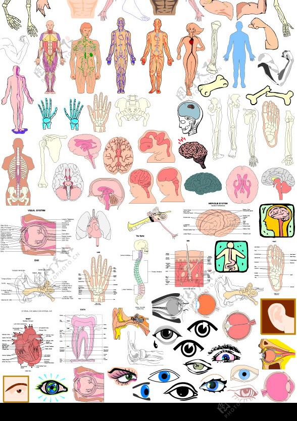 人体结构器官部位图片