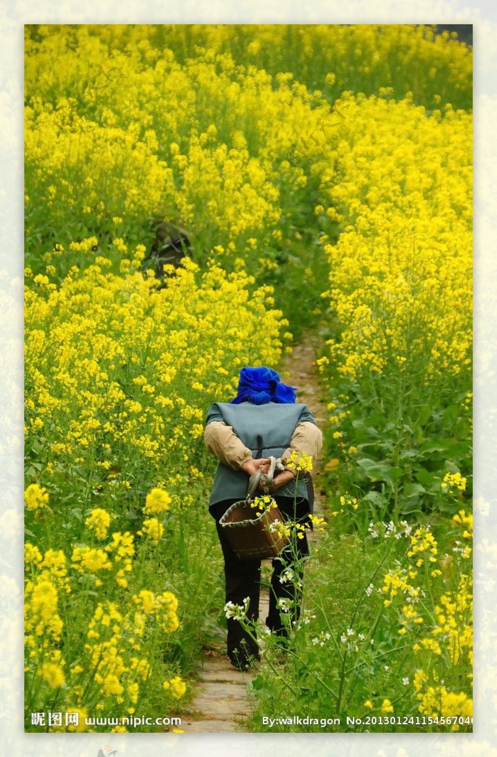 油菜花田里的老人图片