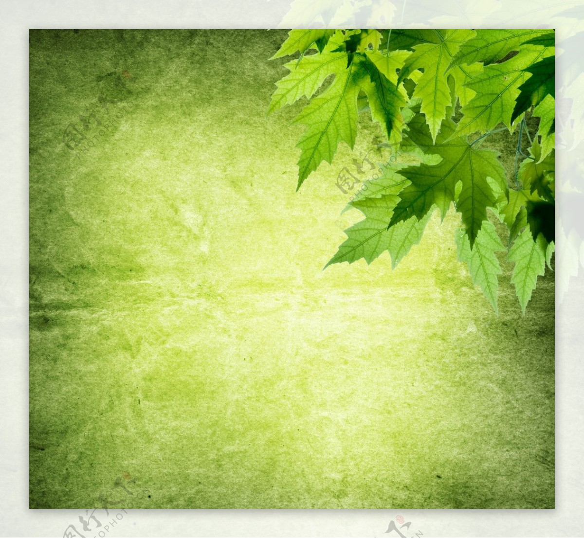 绿色枫叶背景图片