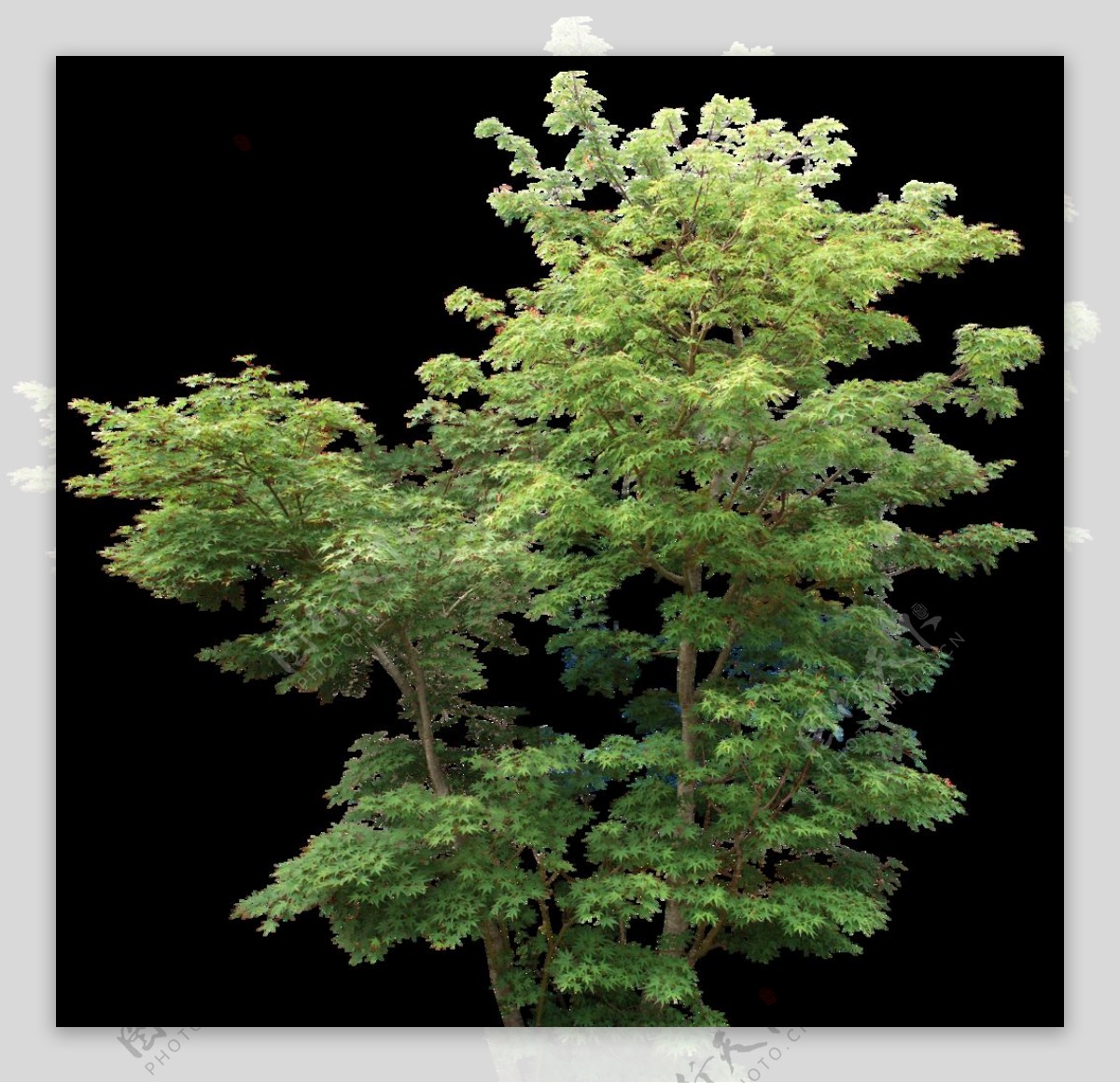 高清3d树木贴图图片