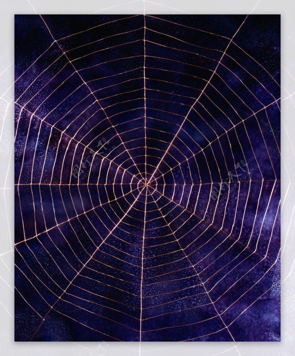 蜘蛛网形图片