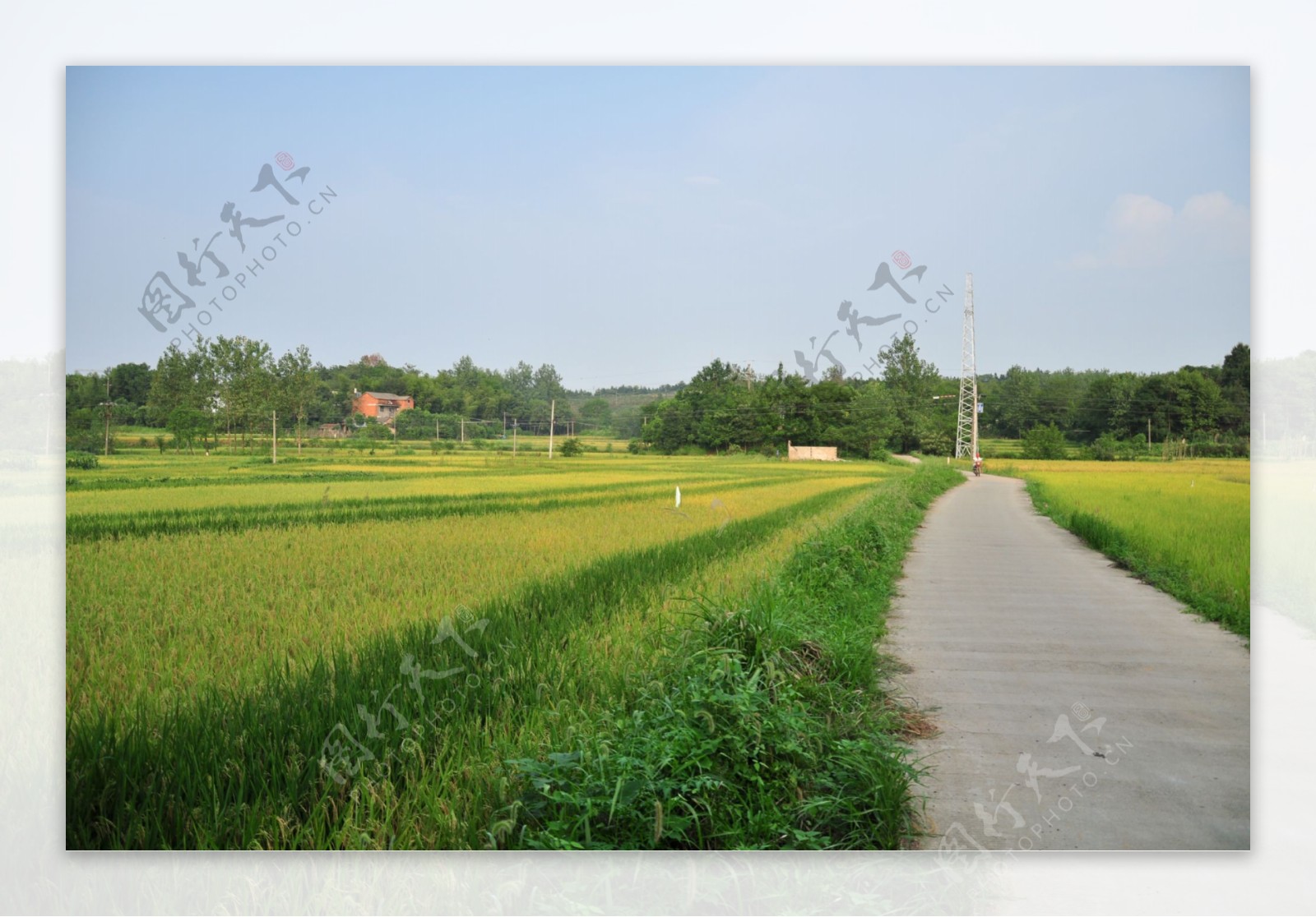水稻田图片