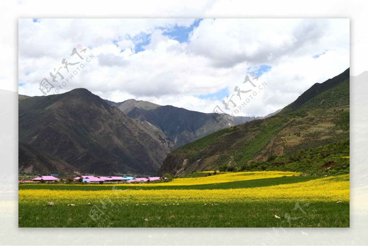 西藏油菜花图片