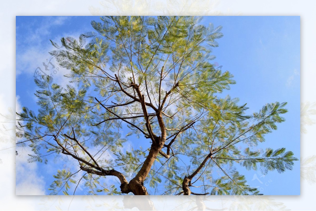 蓝天下的树冠图片