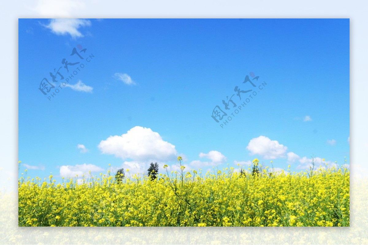 油菜花图片