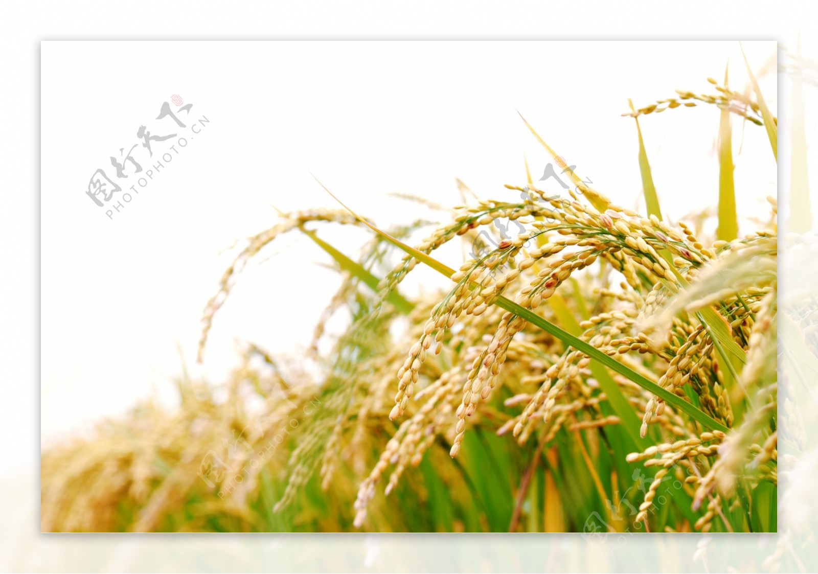 水稻谷穗图片