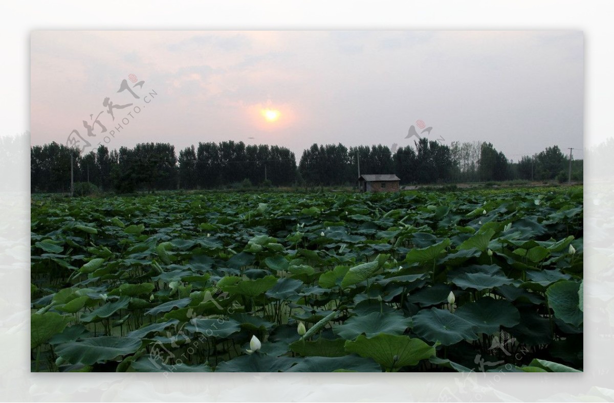 夕阳下的清水莲菜基地图片