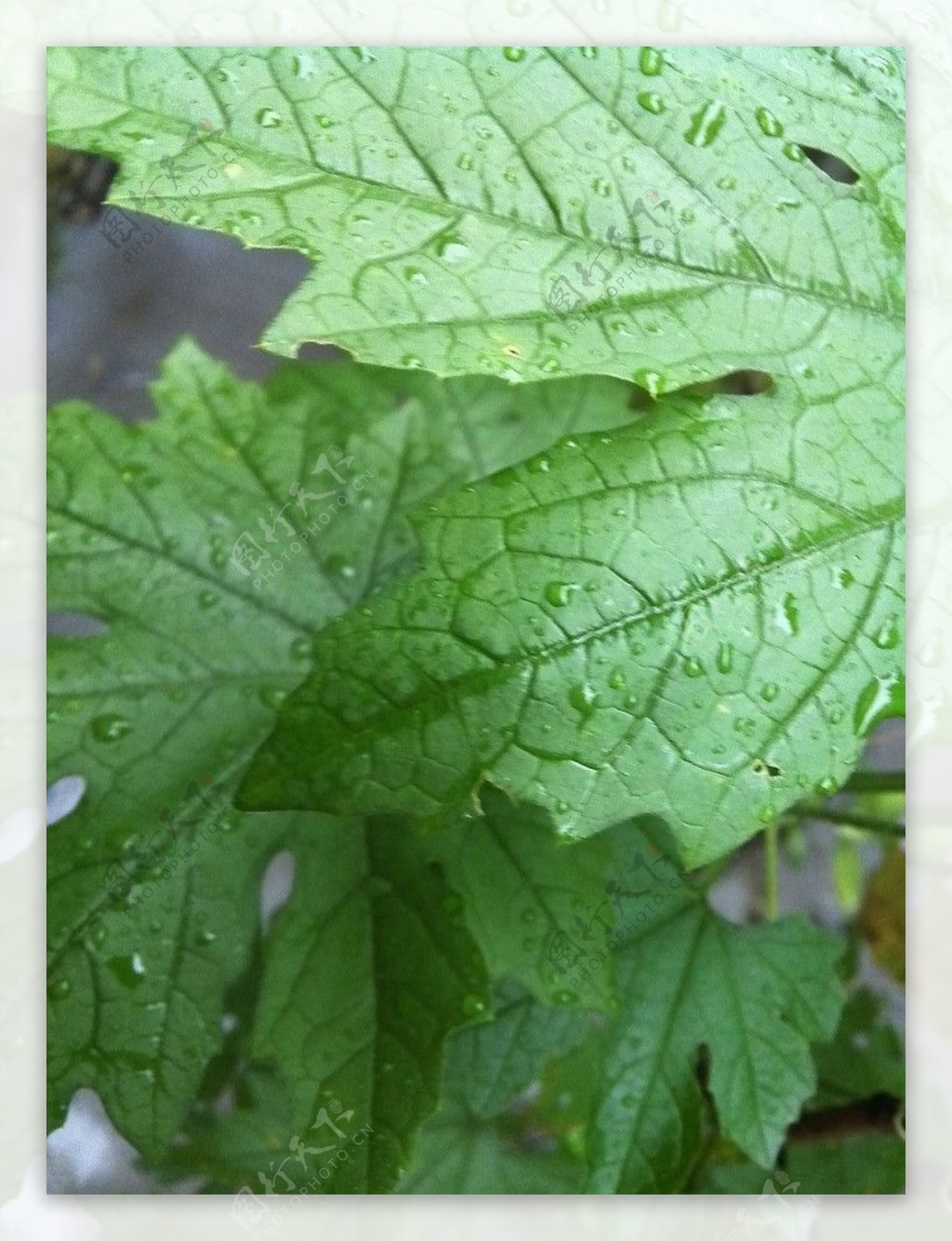 雨后新绿图片