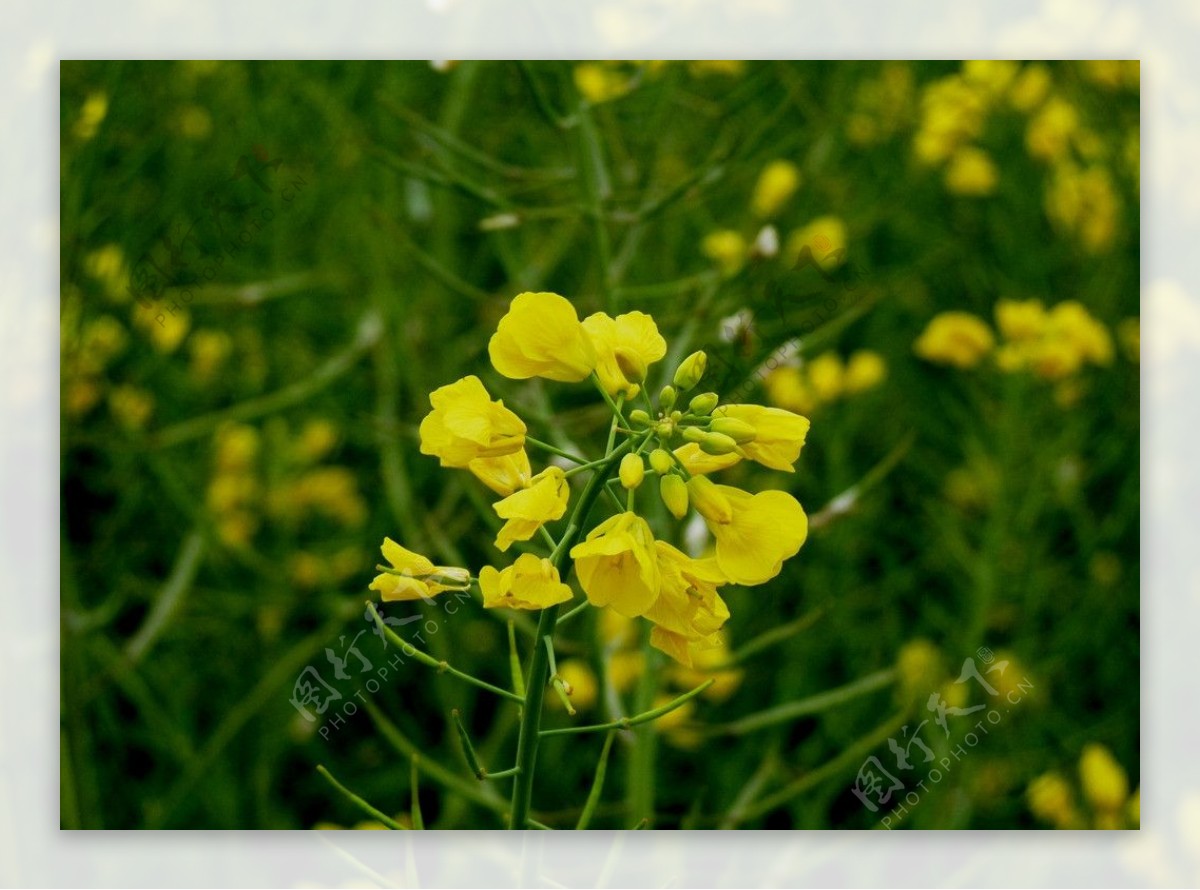 莆田南少林油菜花特写图片