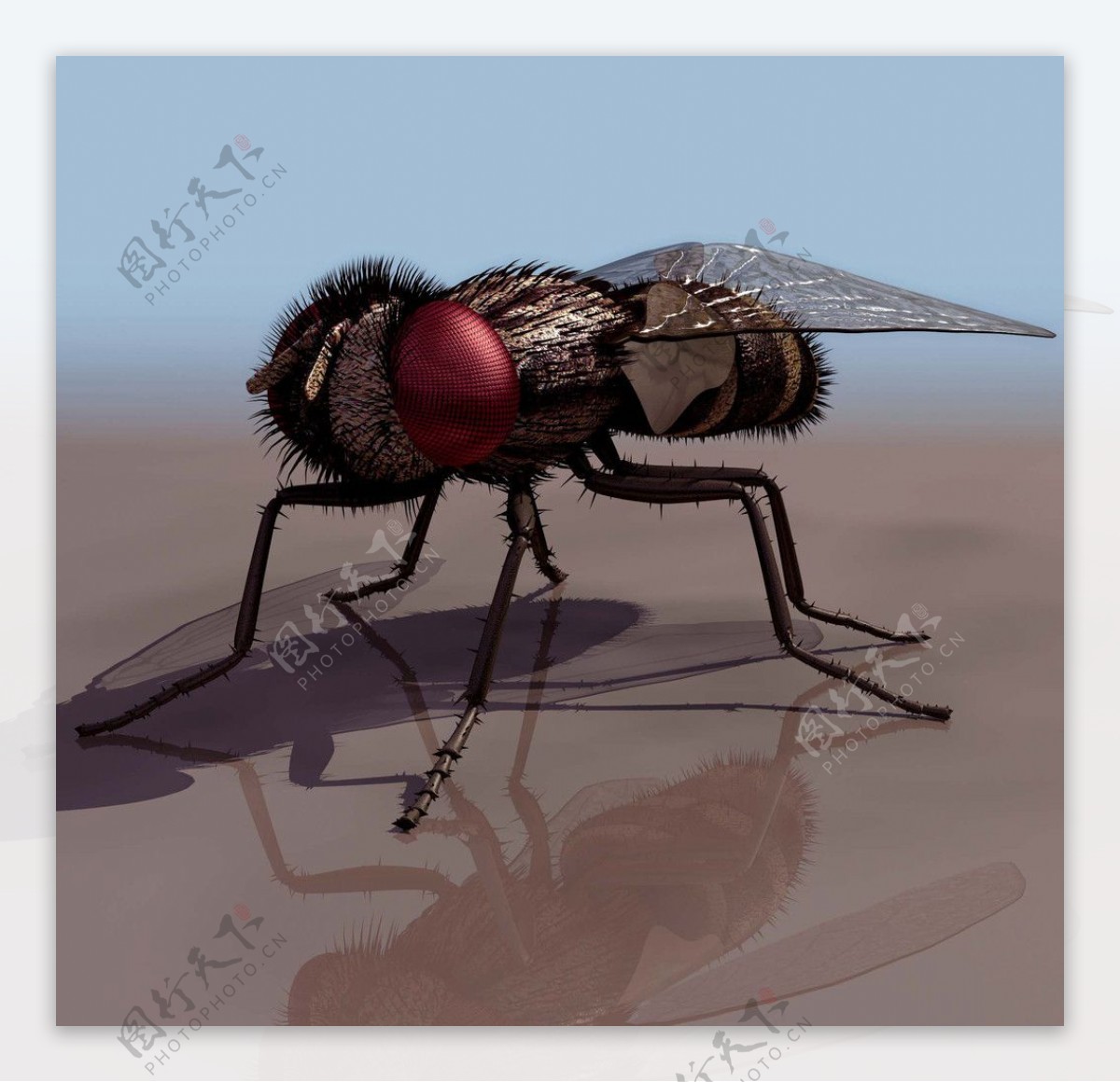 3D模型图库动物类苍蝇图片