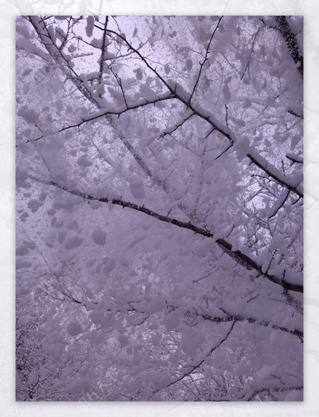 飞散的树雪图片