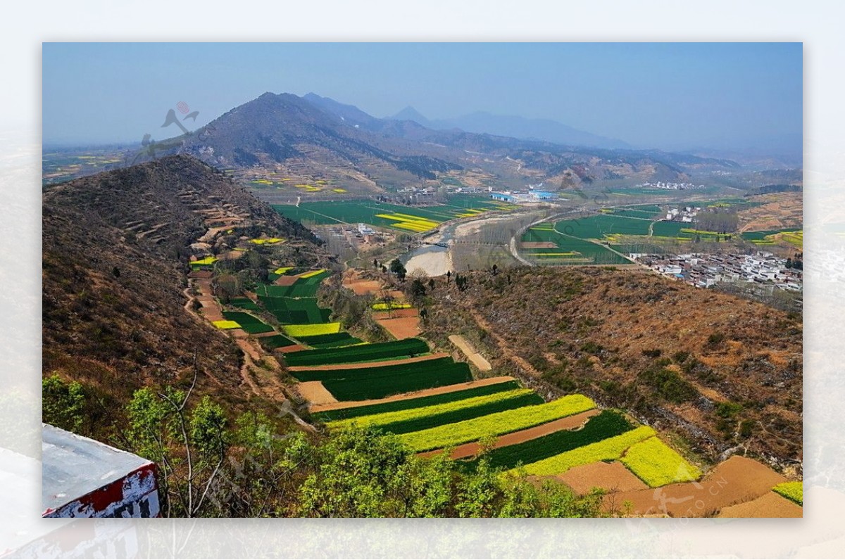 山野的菜花图片