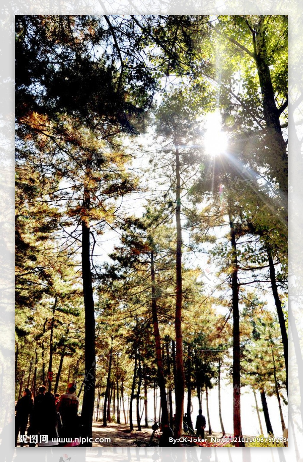 双阳湖树林图片