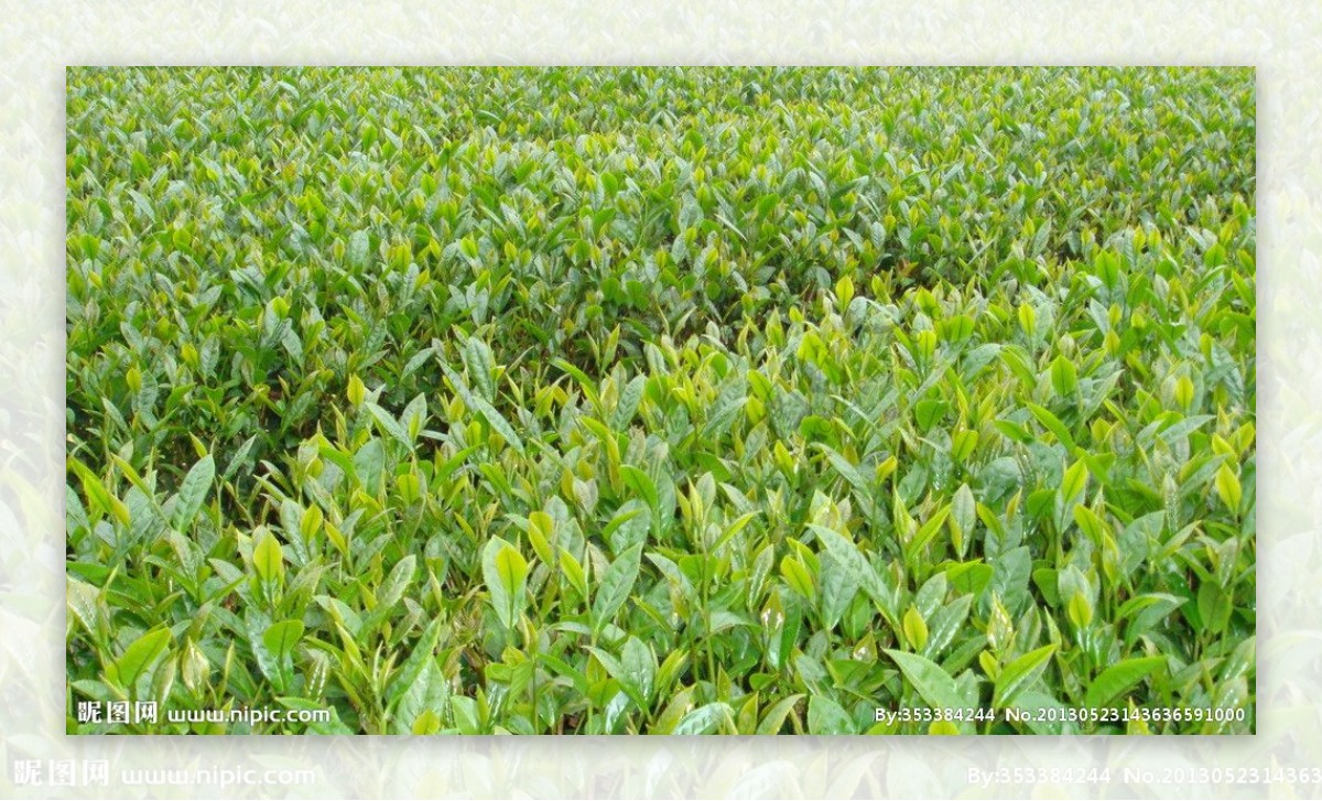茶农茶田绿色图片