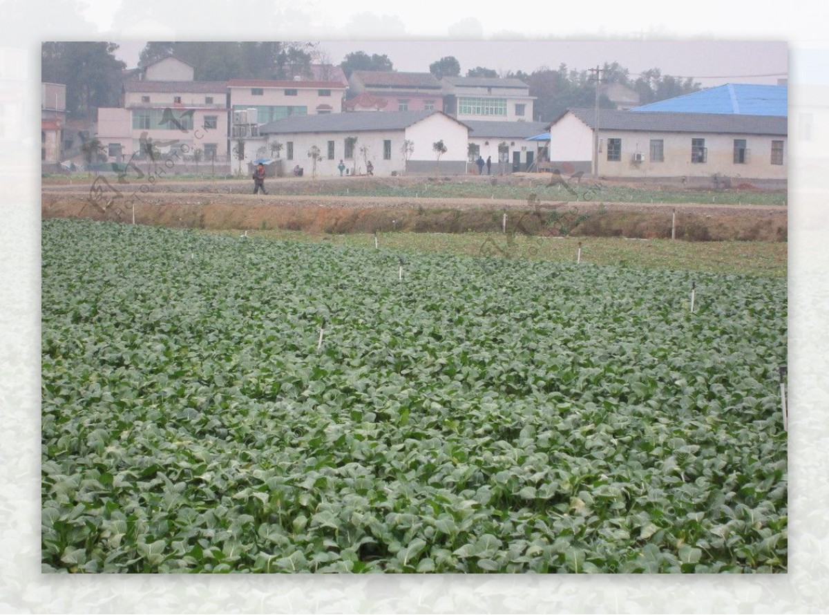 蔬菜基地图片