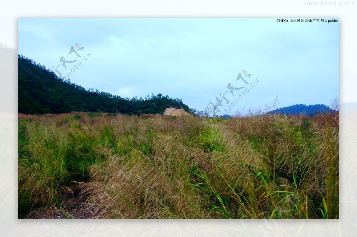 中国山水高山芦苇图片