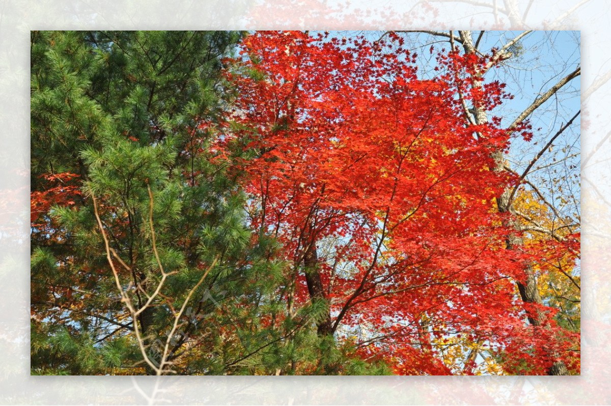 长白山枫叶图片