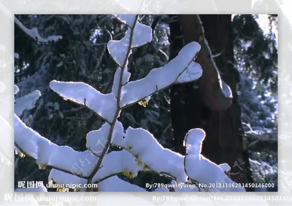 白雪森林视频素材