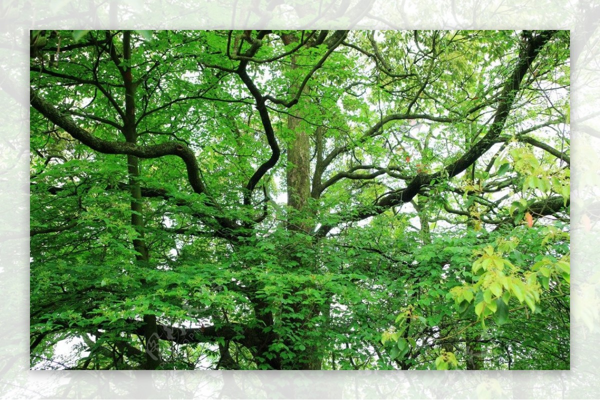 横枝蔓叶的古樟树图片
