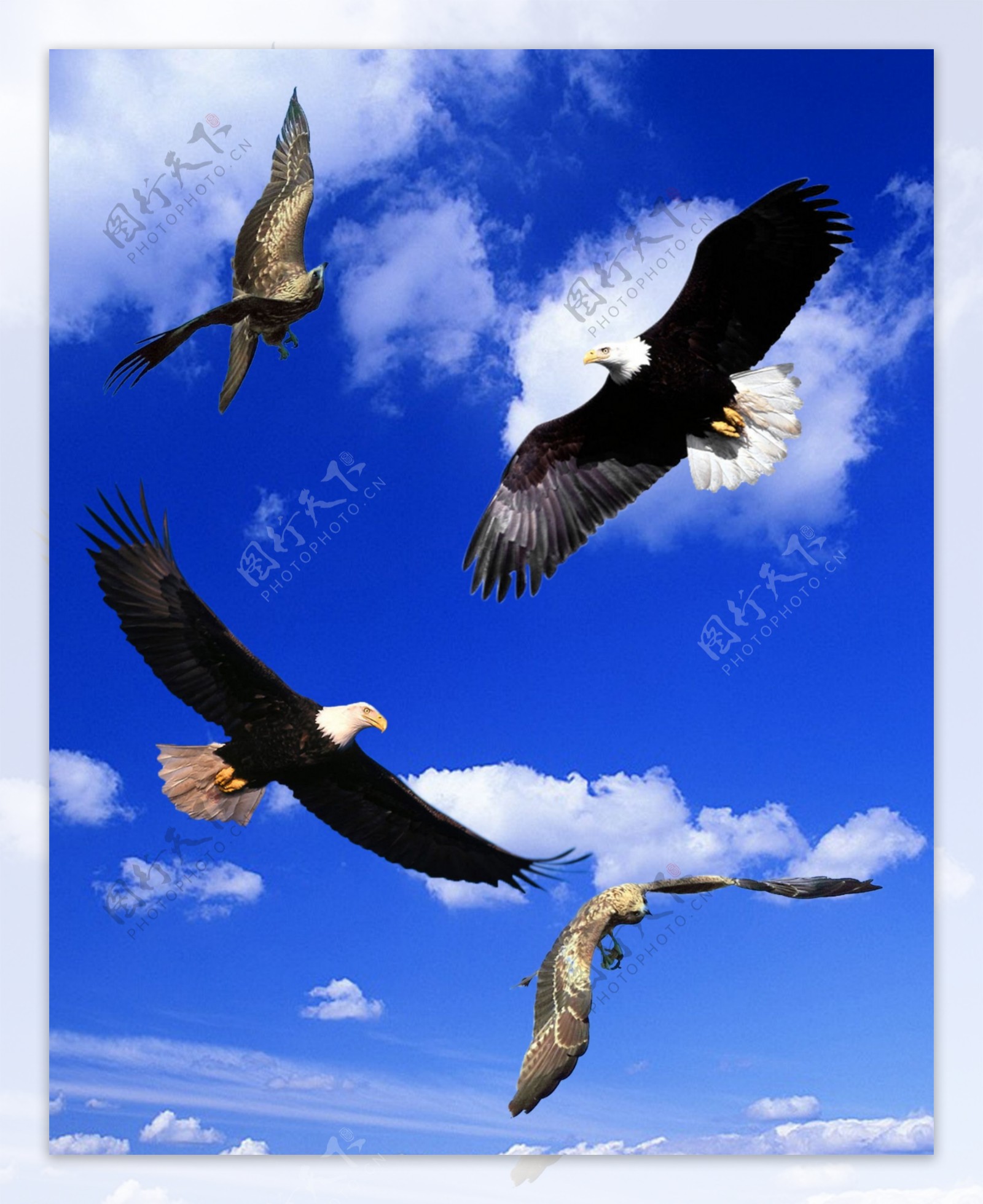 鹰飞翔分层素材图片