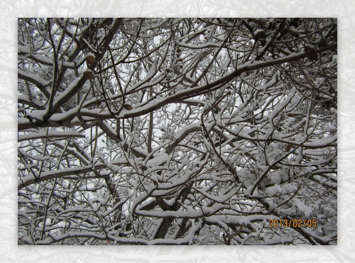 雪中梧桐图片