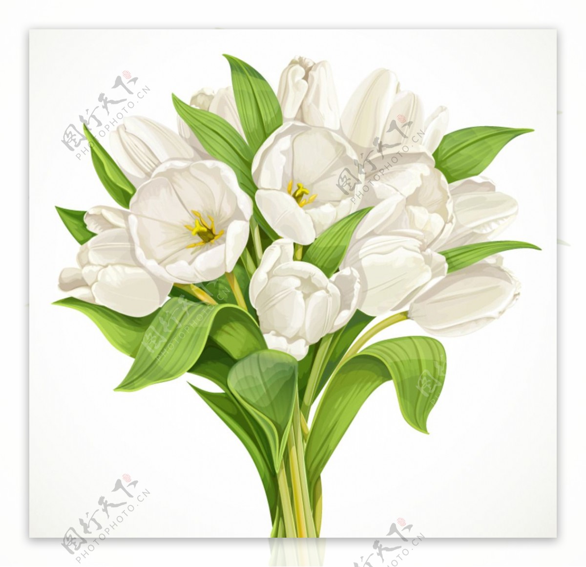 白色郁金香花束矢量图图片
