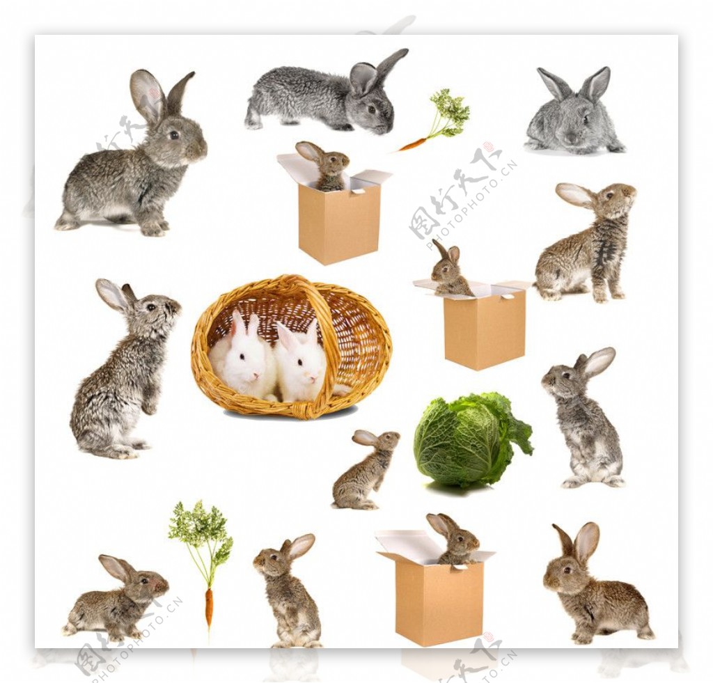 各种兔子写真集合图片