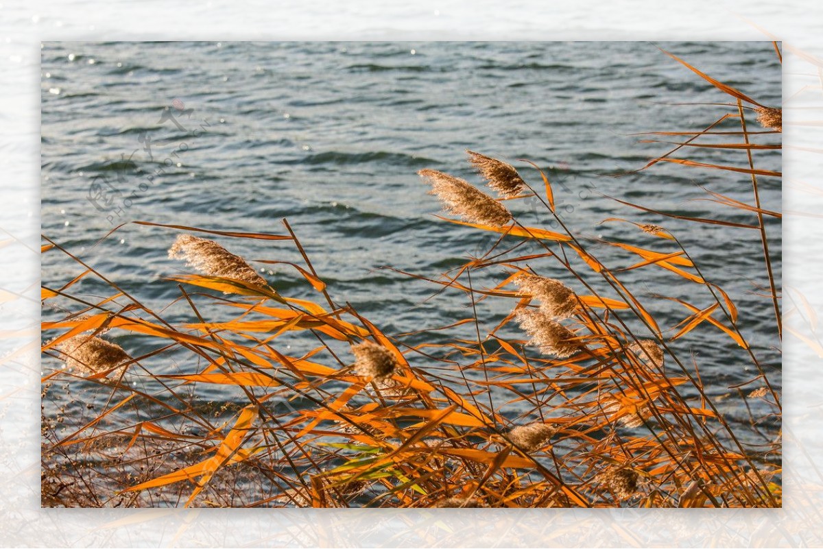 昆明湖畔的芦苇图片