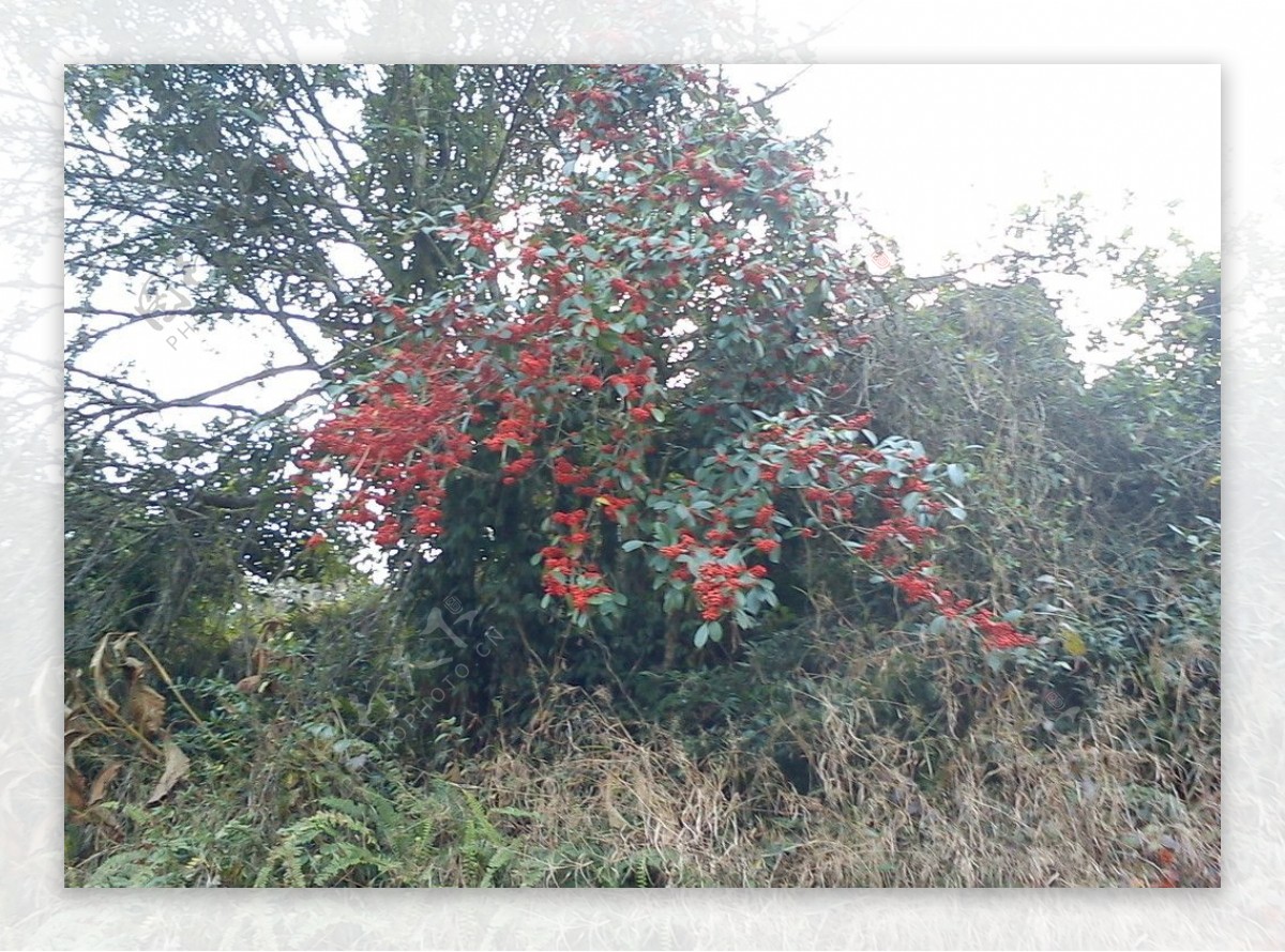 冬季红色果实图片