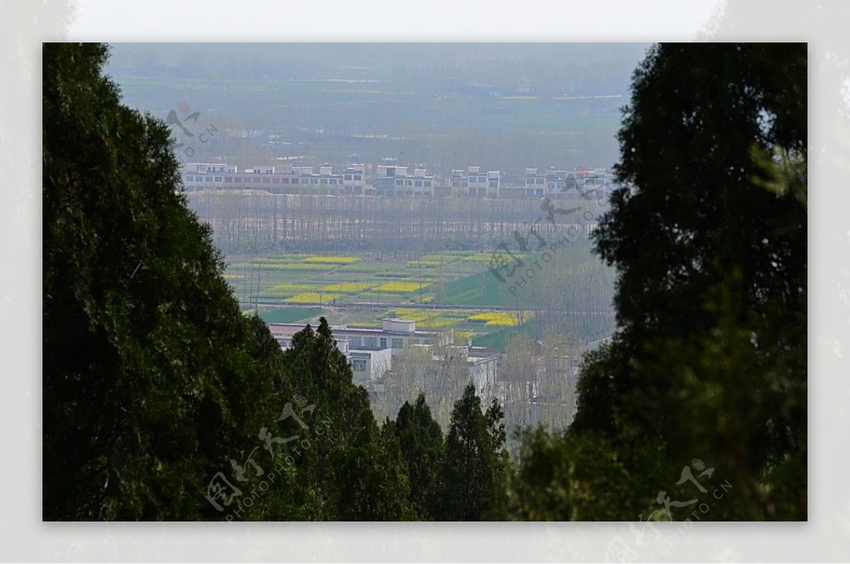 山野的菜花图片