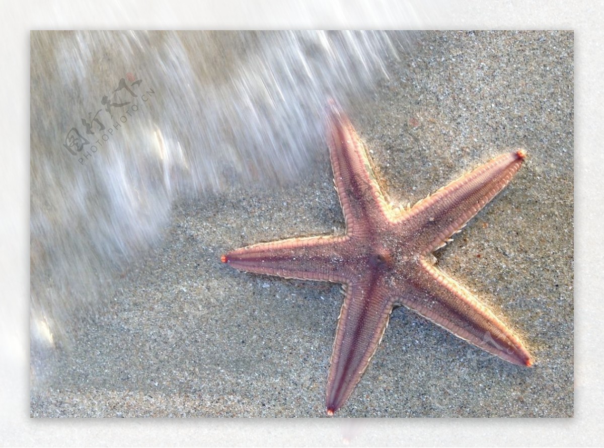 沙滩上的海星照片摄影图片_ID:161071537-Veer图库