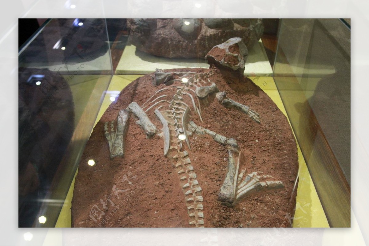 鹦鹉勾嘴龙化石图片