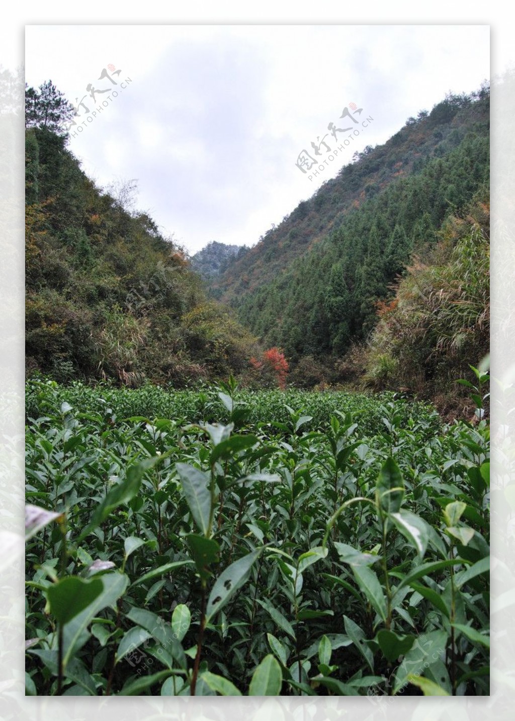 山中茶园图片