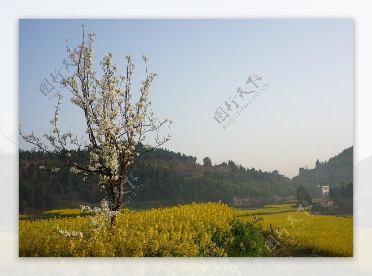 莉花和油菜花图片